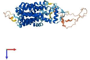 SVOP Protein (AA 1-548) (His tag)