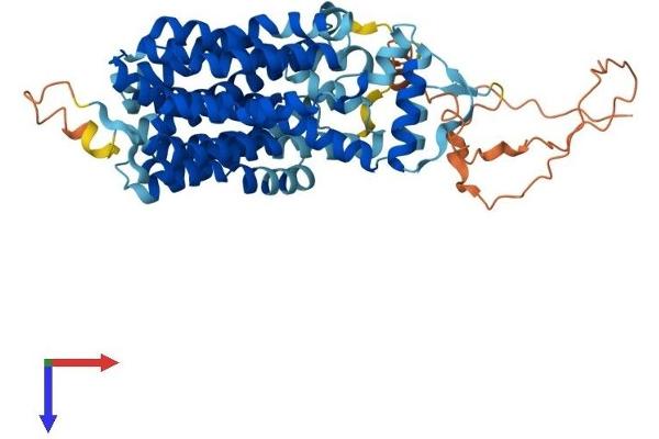 SVOP Protein (AA 1-548) (His tag)