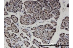 Immunoperoxidase of monoclonal antibody to ZNF44 on formalin-fixed paraffin-embedded human pancreas. (Zinc Finger Protein 44 抗体  (AA 1-103))