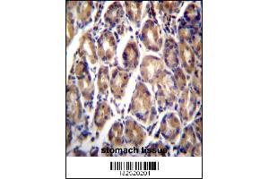 RARRES1 Antibody immunohistochemistry analysis in formalin fixed and paraffin embedded human stomach tissue followed by peroxidase conjugation of the secondary antibody and DAB staining.