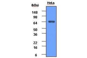 HeLa cell lysate (30 ug) was resolved by SDS-PAGE, transferred to PVDF membrane and probed with anti-human Hsp70 (1:1,000). (HSP70 抗体  (AA 1-641))