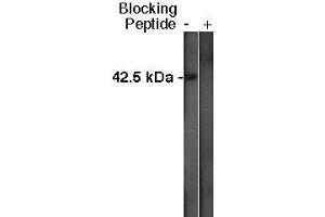 Western blot analysis using Sphingosine Kinase 1 antibody at a dilution of 1:400 on MDBK cell lysate  at 1:75,000. (SPHK1 抗体  (C-Term))