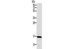 Western Blotting (WB) image for anti-Synuclein, gamma (Breast Cancer-Specific Protein 1) (SNCG) antibody (ABIN2421057) (SNCG 抗体)