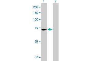 Western Blot analysis of GALC expression in transfected 293T cell line by GALC MaxPab polyclonal antibody. (GALC 抗体  (AA 1-669))