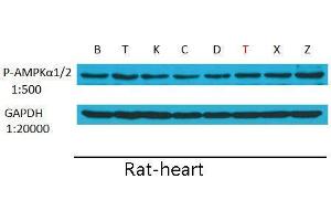 Western Blot (WB) analysis: Please contact us for more details. (GAPDH 抗体)