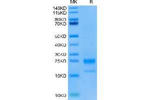 TNFSF18 Protein (AA 72-199) (His tag)