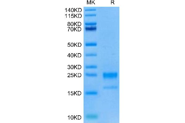 TNFSF18 Protein (AA 72-199) (His tag)
