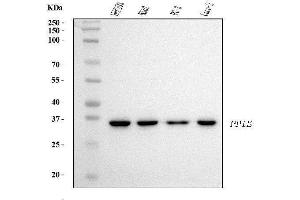 Western blot analysis of Cyclophilin E/PPIE using anti-Cyclophilin E/PPIE antibody (ABIN7599243). (PPIE 抗体  (AA 1-301))