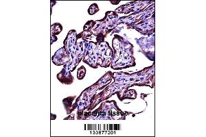 CEACAM3 Antibody immunohistochemistry analysis in formalin fixed and paraffin embedded human placenta tissue followed by peroxidase conjugation of the secondary antibody and DAB staining. (CEACAM3 抗体  (C-Term))