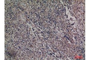 Immunohistochemistry (IHC) analysis of paraffin-embedded Human Brain, antibody was diluted at 1:100. (HDC 抗体  (Internal Region))