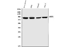 Western blot analysis of IKK alpha using anti-IKK alpha antibody (ABIN3043812). (IKK alpha 抗体  (AA 411-745))