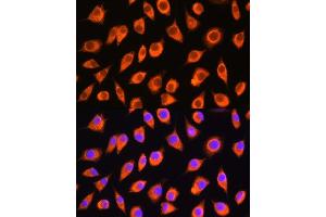 Immunofluorescence analysis of L929 cells using LMBRD1 Rabbit pAb (ABIN7268291) at dilution of 1:100. (LMBRD1 抗体  (AA 220-300))