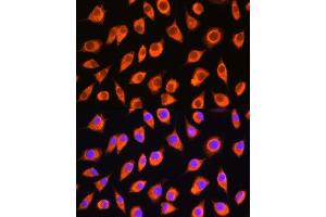 Immunofluorescence analysis of L929 cells using LMBRD1 Rabbit pAb (ABIN7268291) at dilution of 1:100.