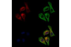 ABIN7094721 and ABIN7098772 staining Hela cells by IF/ICC.