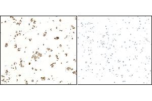 Immunocytochemistry (ICC) image for anti-CD5 (CD5) (AA 25-371) antibody (ABIN7449418) (Recombinant CD5 抗体  (AA 25-371))