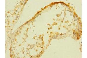 Immunohistochemistry of paraffin-embedded human testis tissue using ABIN7158909 at dilution of 1:100