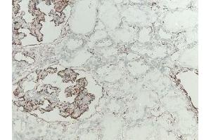 Immunohistochemical analysis of Ficolin-2 in frozen rat kidney tissue using mAb GN4 (Ficolin 2 抗体)