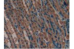 IHC-P analysis of Mouse Stomach Tissue, with DAB staining. (LIFR 抗体  (AA 381-485))