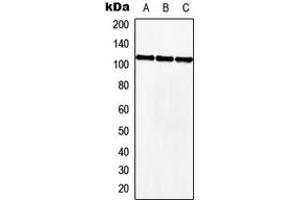 Western blot analysis of MKL2 expression in HEK293T (A), NIH3T3 (B), H9C2 (C) whole cell lysates.