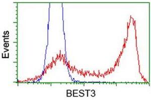 HEK293T cells transfected with either RC218436 overexpress plasmid (Red) or empty vector control plasmid (Blue) were immunostained by anti-BEST3 antibody (ABIN2453917), and then analyzed by flow cytometry. (Bestrophin 3 抗体)