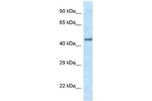 Western Blot showing EIF3F antibody used at a concentration of 1 ug/ml against Fetal Heart Lysate (EIF3F 抗体  (C-Term))