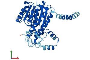AlphaFold protein structure predicition of Mouse Recombinant Dhrs3 Protein, UniprotID O88876