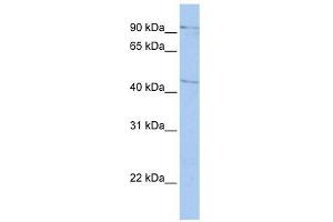 LOC645015 antibody used at 1 ug/ml to detect target protein. (LOC645015 (Middle Region) 抗体)