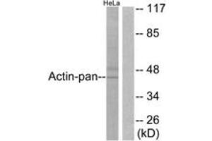 Western blot analysis of extracts from HeLa cells, using Actin-pan Antibody. (Actin 抗体  (AA 326-375))