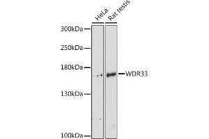 Western blot analysis of extracts of various cell lines, using WDR33 antibody (ABIN6128921, ABIN6150188, ABIN6150190 and ABIN6218494) at 1:3000 dilution. (WDR33 抗体  (AA 1-208))