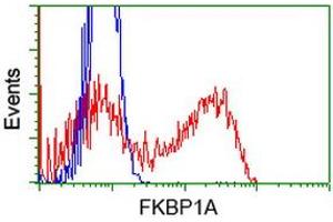 Image no. 4 for anti-FK506 Binding Protein 1A, 12kDa (FKBP1A) antibody (ABIN1498275) (FKBP1A 抗体)