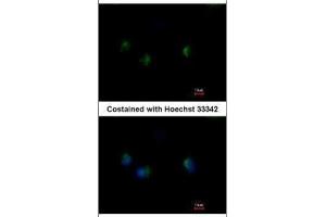 ICC/IF Image Immunofluorescence analysis of methanol-fixed A549, using MST4, antibody at 1:500 dilution. (STK26/MST4 抗体  (C-Term))