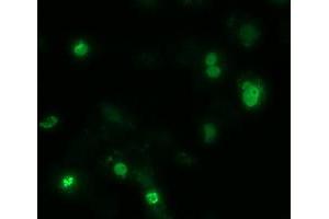 Immunofluorescence (IF) image for anti-Zinc Finger, Imprinted 2 (ZIM2) (AA 1-150), (AA 428-527) antibody (ABIN1490588) (ZIM2 抗体  (AA 1-150, AA 428-527))