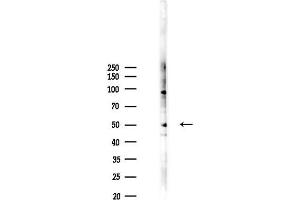 anti-Transcription Factor MafB (MAFB) (pSer304) antibody