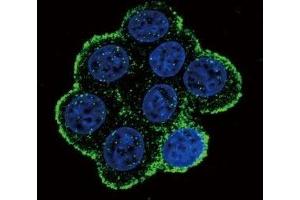Confocal immunofluorescent analysis of BMPR1A antibody with 293 cells followed by Alexa Fluor 488-conjugated goat anti-rabbit lgG (green). (BMPR1A 抗体  (AA 21-51))