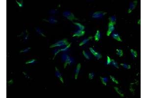 Immunofluorescence (IF) image for anti-Programmed Cell Death 1 Ligand 2 (PDCD1LG2) (AA 21-118) antibody (ABIN7164680)