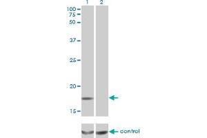 Western blot analysis of MCFD2 over-expressed 293 cell line, cotransfected with MCFD2 Validated Chimera RNAi (Lane 2) or non-transfected control (Lane 1).