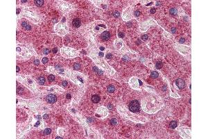 Immunohistochemistry (IHC) image for anti-Dynein, Light Chain, LC8-Type 1 (DYNLL1) (N-Term) antibody (ABIN6747135)