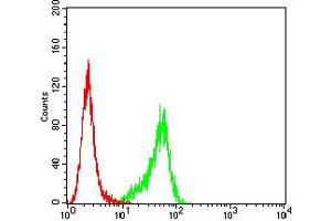 Flow cytometric analysis of Hela cells using P2RY14 mouse mAb (green) and negative control (red). (P2RY14 抗体)