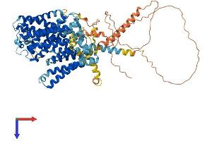 Solute Carrier Family 7 (Cationic Amino Acid Transporter, Y+ System), Member 14 (SLC7A14) (AA 1-771) protein (His tag)