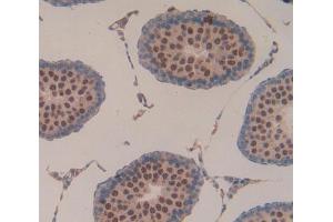 Used in DAB staining on fromalin fixed paraffin- embedded testis tissue (Laminin alpha 1 抗体  (AA 41-230))