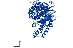 Protein Structure (PS) image for Cytochrome P450, Family 2, Subfamily F, Polypeptide 1 (CYP2F1) (AA 1-491) protein (His tag) (ABIN7546827)