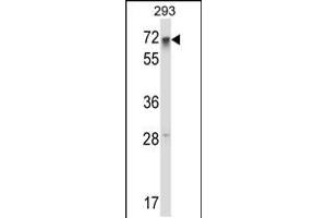 Western blot analysis in 293 cell line lysates (35ug/lane). (RFX5 抗体  (AA 237-266))