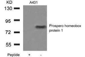 Western blot analysis of extracts from A431 cells using Prospero homeobox protein 1and the same antibody preincubated with blocking peptide. (PROX1 抗体  (AA 723-727))