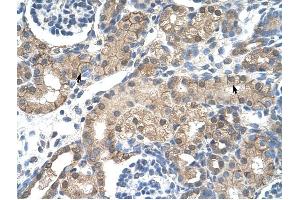 CHRNB2 antibody was used for immunohistochemistry at a concentration of 4-8 ug/ml to stain Epithelial cells of renal tubule (arrows) in Human Kidney. (CHRNB2 抗体)