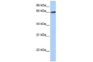 ZNF417 antibody used at 0. (ZNF417 抗体  (N-Term))