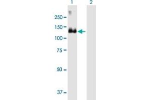 Western Blot analysis of MCF2 expression in transfected 293T cell line by MCF2 MaxPab polyclonal antibody. (MCF2 抗体  (AA 1-985))