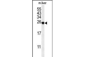 Western blot analysis of SPR Antibody (C-term) (ABIN653908 and ABIN2843145) in mouse liver tissue lysates (35 μg/lane). (SPR 抗体  (C-Term))