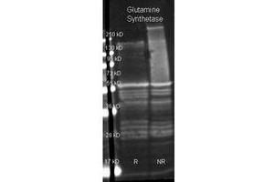 Image no. 1 for anti-Glutamate-Ammonia Ligase (GLUL) antibody (Texas Red (TR)) (ABIN799720) (GLUL 抗体  (Texas Red (TR)))