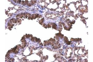 IHC-P Image DIAPH1 antibody [C2C3], C-term detects DIAPH1 protein at membrane on mouse lung by immunohistochemical analysis.