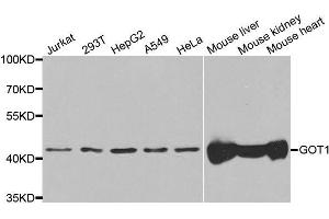 Western blot analysis of extracts of various cell lines, using GOT1 antibody. (GOT1 抗体  (AA 244-413))